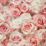 Бумага упаковочная Розовые розы