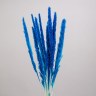 Сухоцвет Пушистая пампасная трава, высушенная, голубой