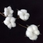 Ветка хлопка искусственная (4 коробочки)