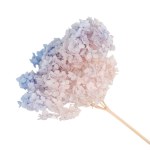 Гортензия стабилизированная, Синий (60 гр +/- 10 гр)