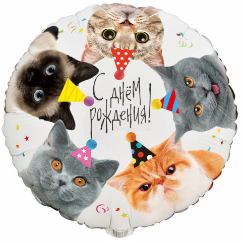 Круг С Днем Рождения! Котики фотографичные