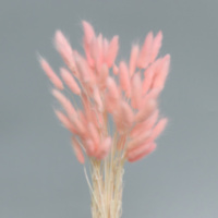 Сухоцвет Лагурус, Пудровый Розовый