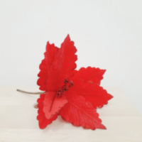 Пуансеттия, цветок Красный