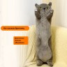 Кот-сосиска Британец