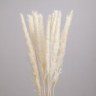 Сухоцвет Пушистая пампасная трава, высушенная, белый